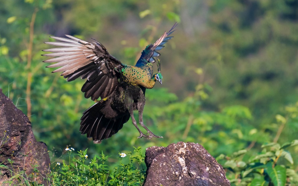 Upland Ground Birds